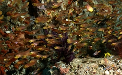 Raja Ampat 2016 - cardinalfish - Apogons - IMG_4862_rc